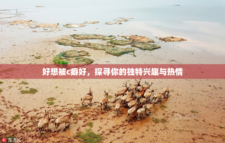好想被c癖好，探寻你的独特兴趣与热情