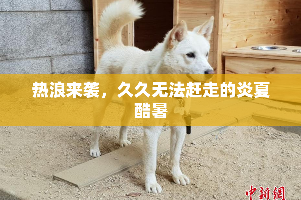 热浪来袭，久久无法赶走的炎夏酷暑