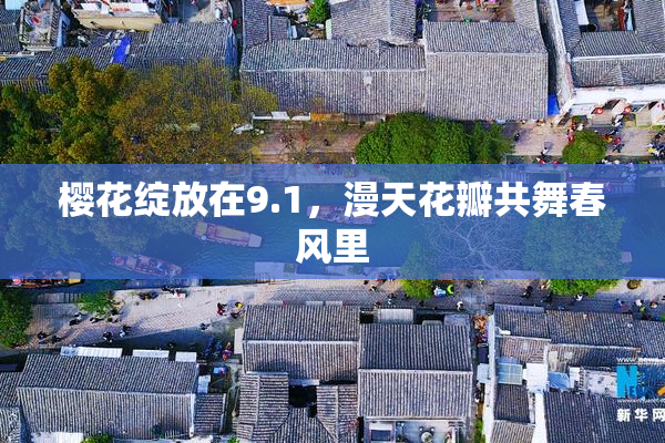 樱花绽放在9.1，漫天花瓣共舞春风里