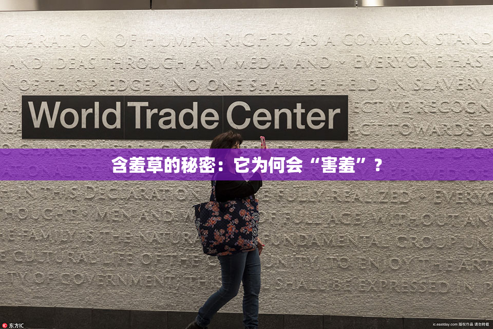 含羞草的秘密：它为何会“害羞”？