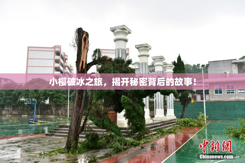 小樱破冰之旅，揭开秘密背后的故事！