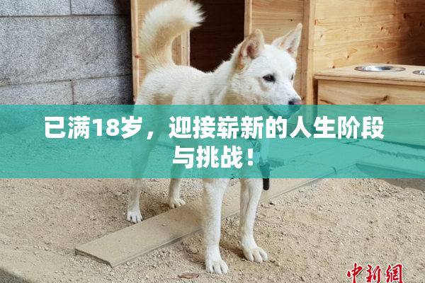 已满18岁，迎接崭新的人生阶段与挑战！
