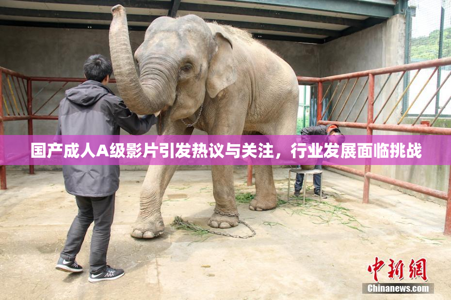 国产成人A级影片引发热议与关注，行业发展面临挑战