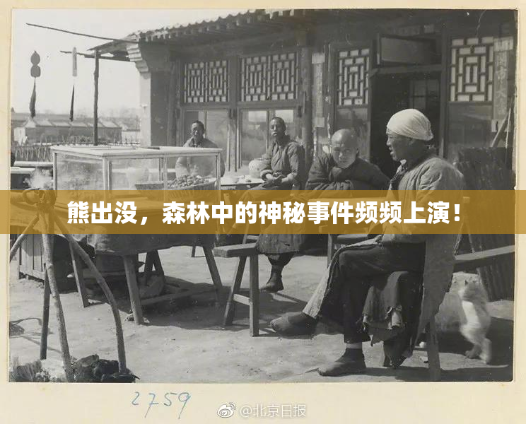 熊出没，森林中的神秘事件频频上演！