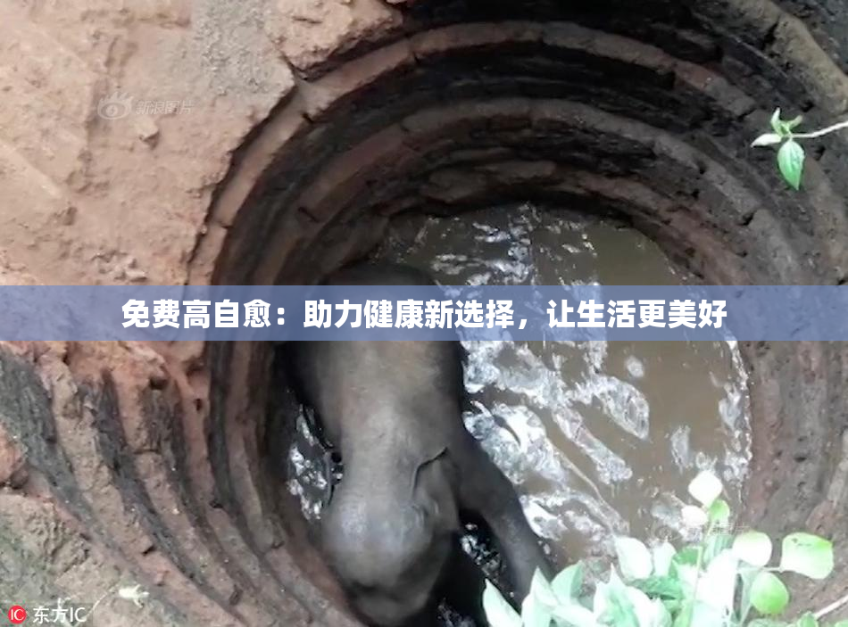 免费高自愈：助力健康新选择，让生活更美好