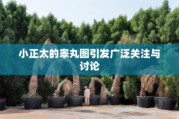 小正太的睾丸图引发广泛关注与讨论