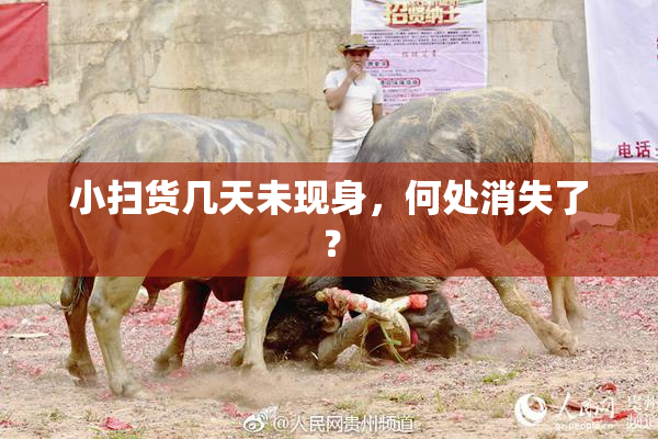 小扫货几天未现身，何处消失了？