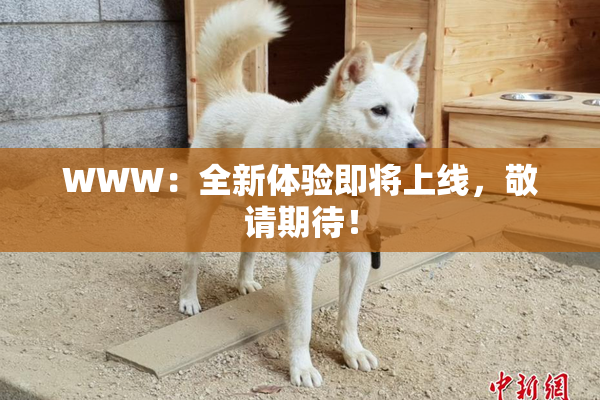WWW：全新体验即将上线，敬请期待！