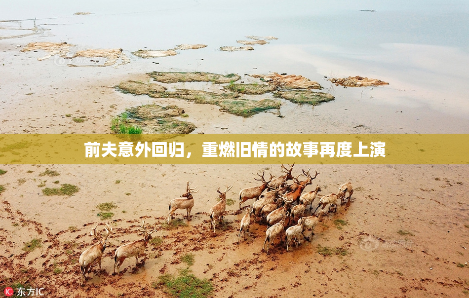 前夫意外回归，重燃旧情的故事再度上演