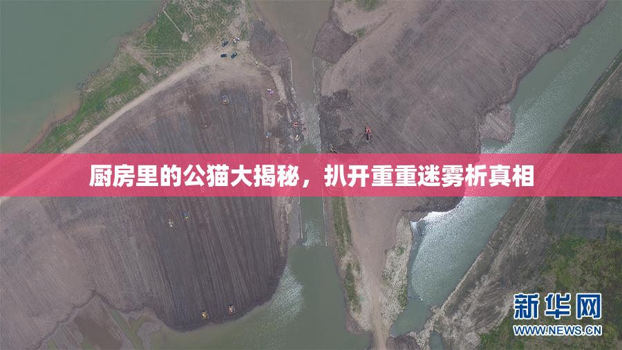 厨房里的公猫大揭秘，扒开重重迷雾析真相