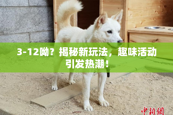 3-12呦？揭秘新玩法，趣味活动引发热潮！
