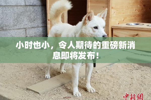 小时也小，令人期待的重磅新消息即将发布！