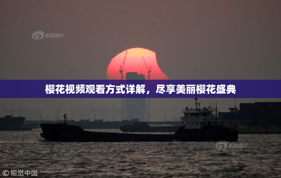 樱花视频观看方式详解，尽享美丽樱花盛典