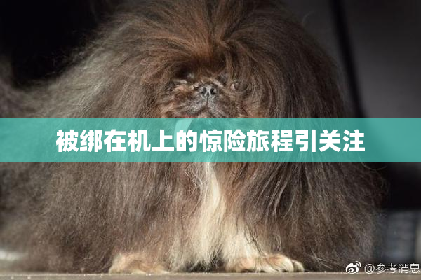 被绑在机上的惊险旅程引关注
