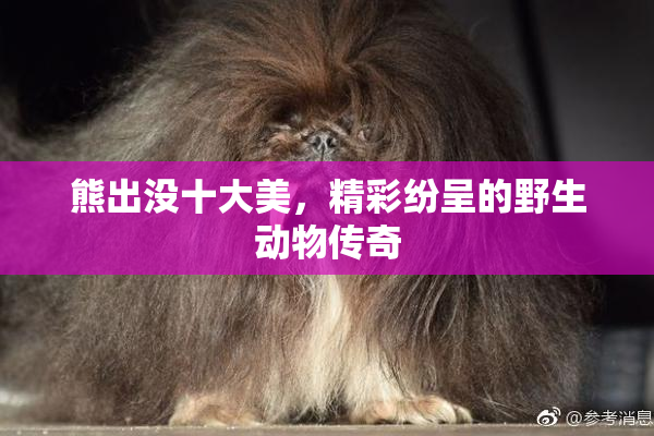熊出没十大美，精彩纷呈的野生动物传奇