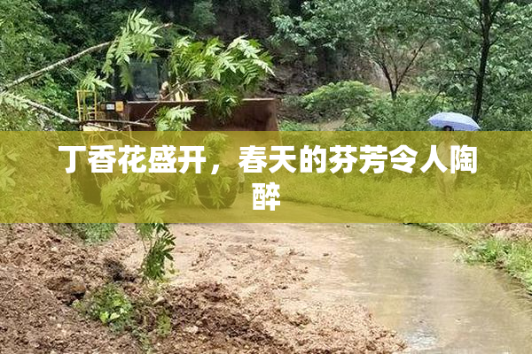 丁香花盛开，春天的芬芳令人陶醉