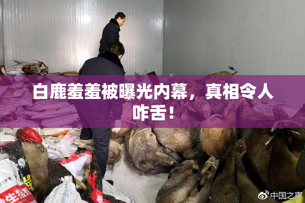 白鹿羞羞被曝光内幕，真相令人咋舌！