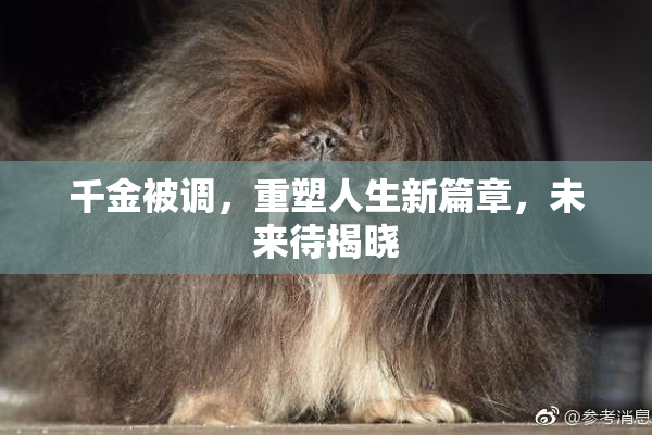 千金被调，重塑人生新篇章，未来待揭晓