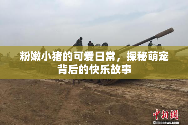 粉嫩小猪的可爱日常，探秘萌宠背后的快乐故事
