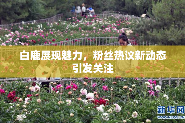 白鹿展现魅力，粉丝热议新动态引发关注