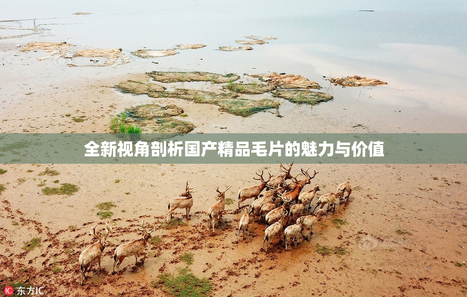 全新视角剖析国产精品毛片的魅力与价值