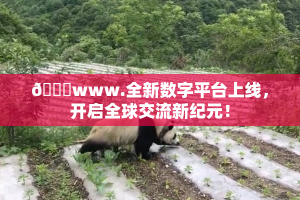 🔞www.全新数字平台上线，开启全球交流新纪元！