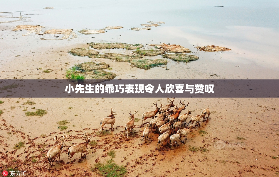 小先生的乖巧表现令人欣喜与赞叹