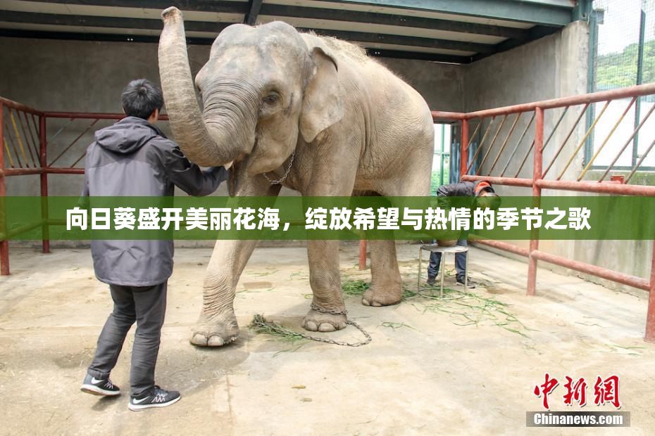 向日葵盛开美丽花海，绽放希望与热情的季节之歌