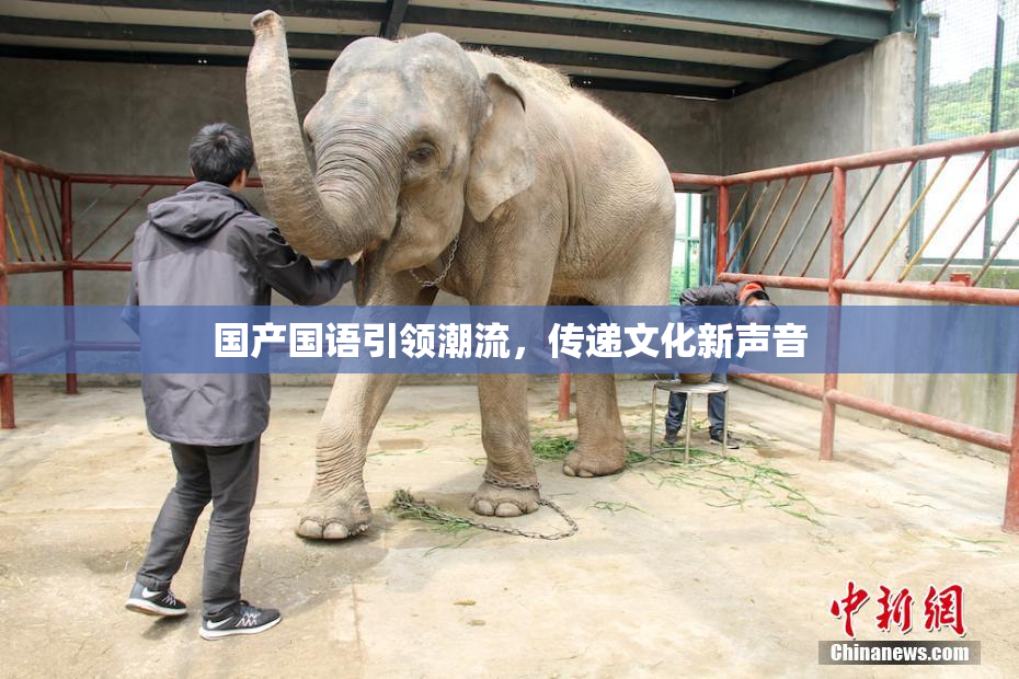 国产国语引领潮流，传递文化新声音