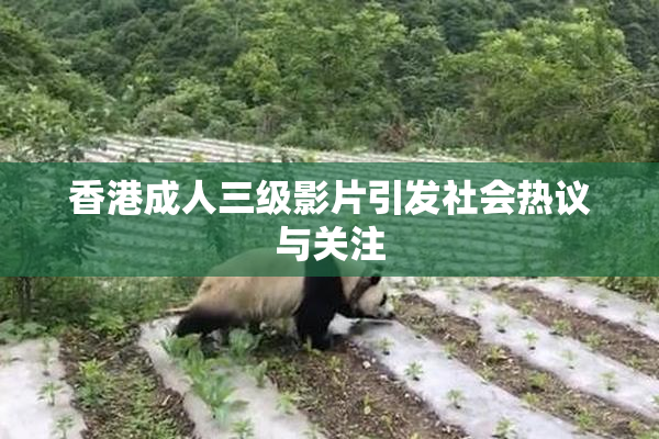 香港成人三级影片引发社会热议与关注