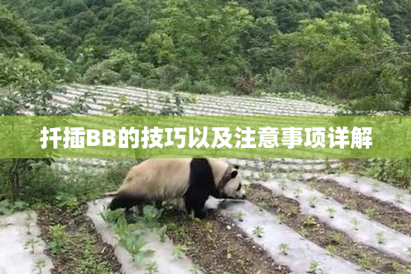 扦插BB的技巧以及注意事项详解