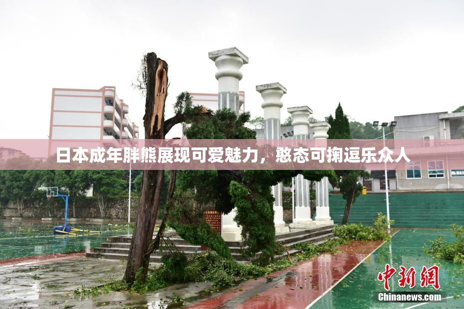 日本成年胖熊展现可爱魅力，憨态可掬逗乐众人