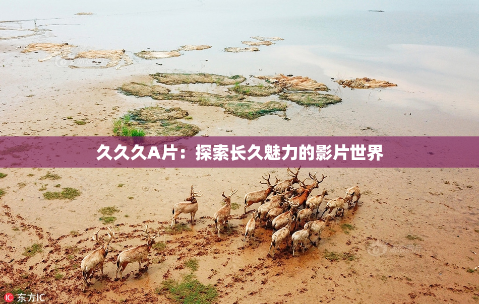 久久久A片：探索长久魅力的影片世界