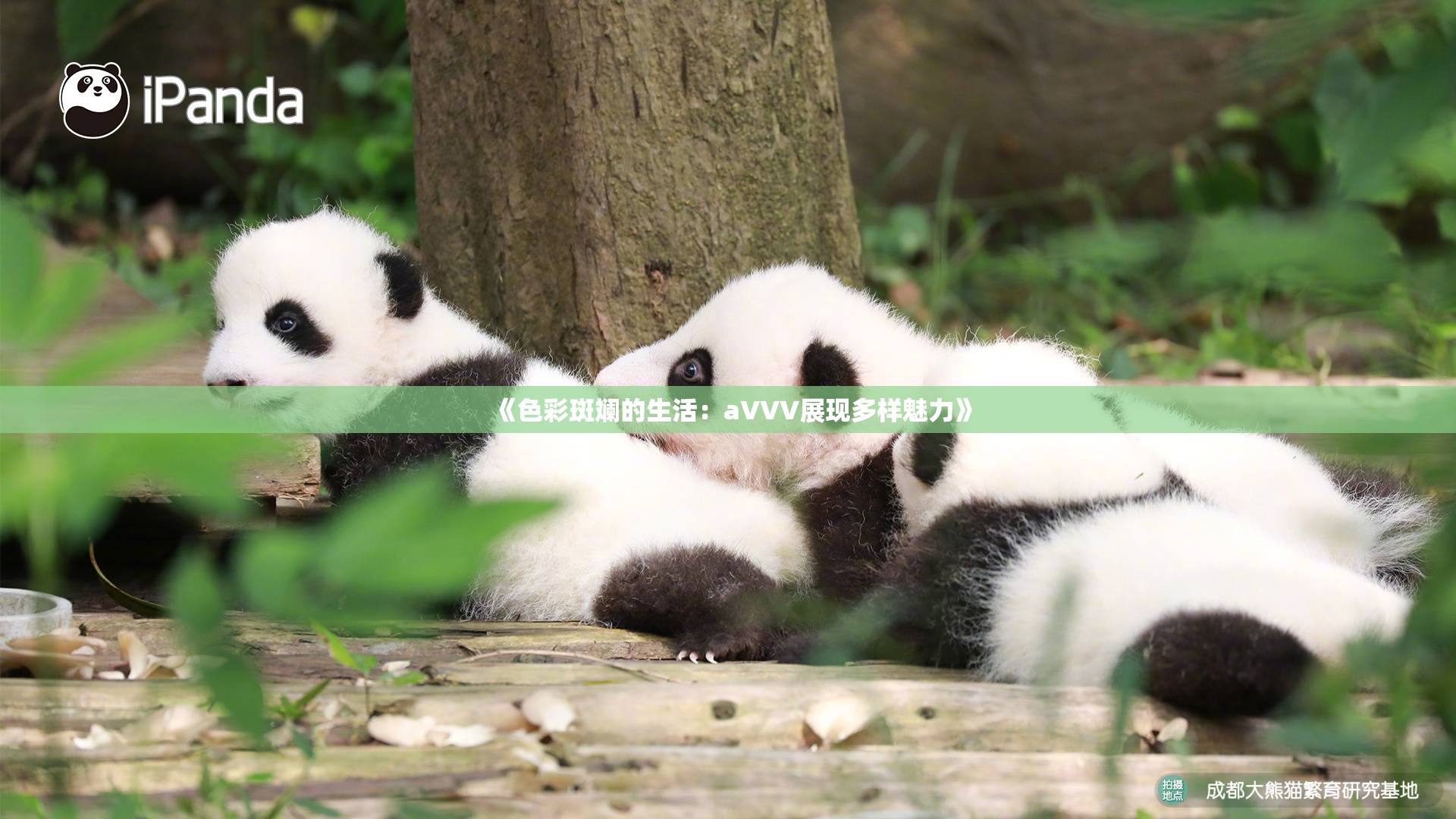 《色彩斑斓的生活：aVVV展现多样魅力》