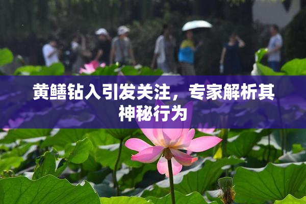 黄鳝钻入引发关注，专家解析其神秘行为