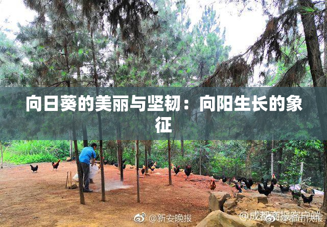 向日葵的美丽与坚韧：向阳生长的象征