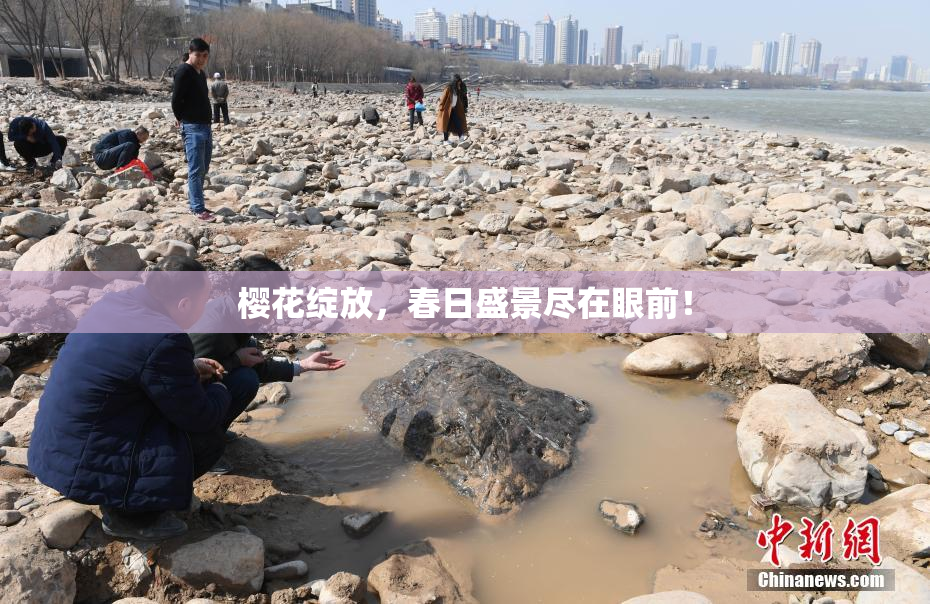 樱花绽放，春日盛景尽在眼前！