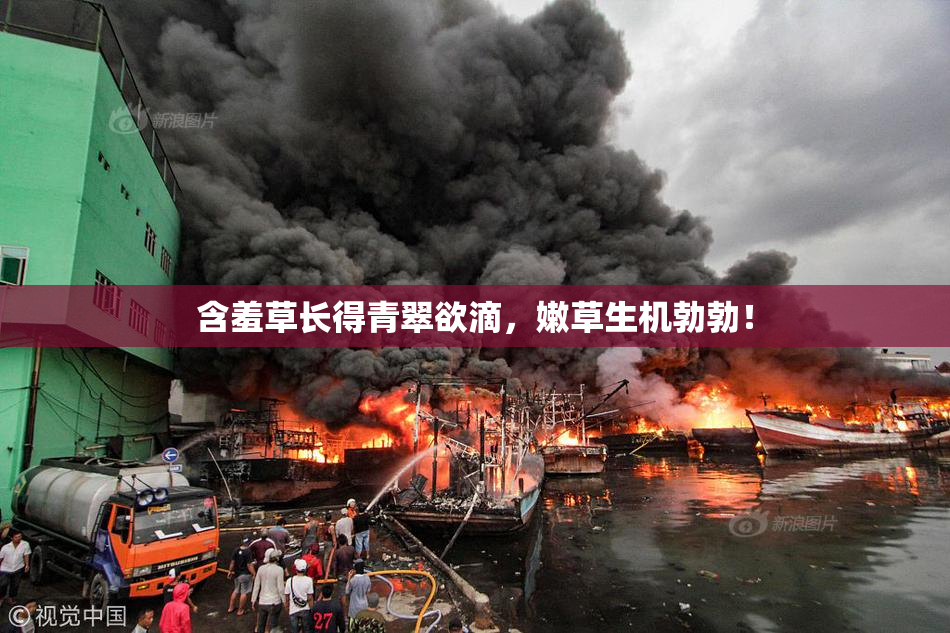 含羞草长得青翠欲滴，嫩草生机勃勃！