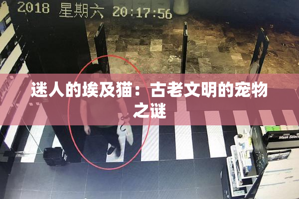 迷人的埃及猫：古老文明的宠物之谜