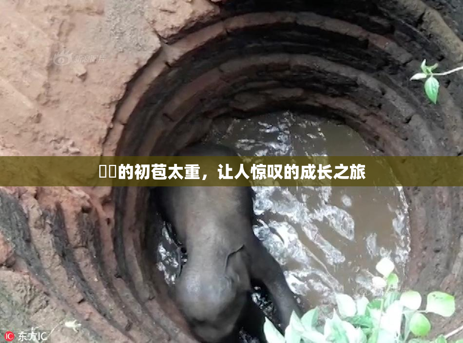 妺妺的初苞太重，让人惊叹的成长之旅