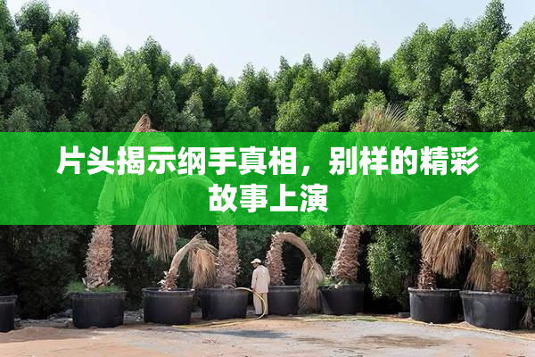 片头揭示纲手真相，别样的精彩故事上演