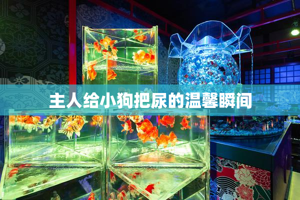 主人给小狗把尿的温馨瞬间