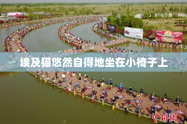埃及猫悠然自得地坐在小椅子上