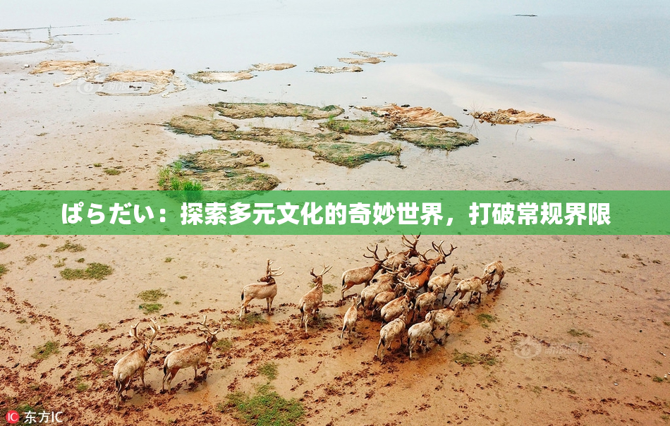 ぱらだい：探索多元文化的奇妙世界，打破常规界限