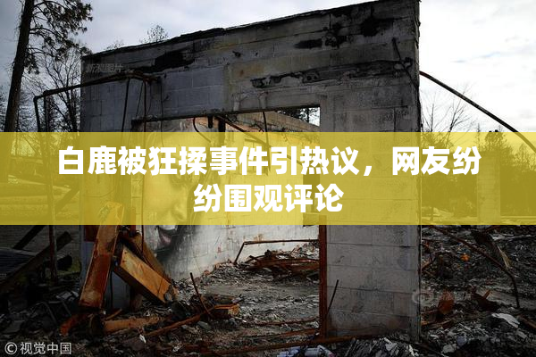 白鹿被狂揉事件引热议，网友纷纷围观评论