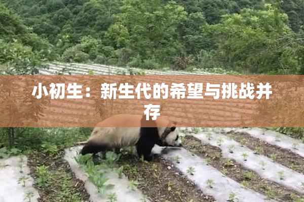 小初生：新生代的希望与挑战并存