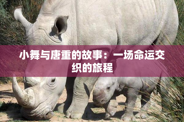 小舞与唐重的故事：一场命运交织的旅程