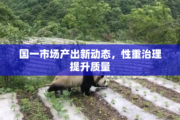 国一市场产出新动态，性重治理提升质量