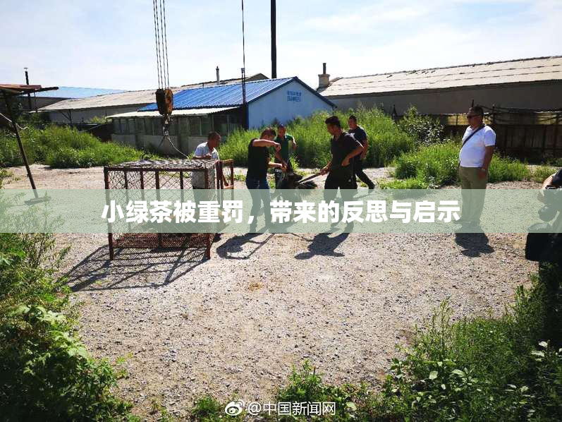 小绿茶被重罚，带来的反思与启示