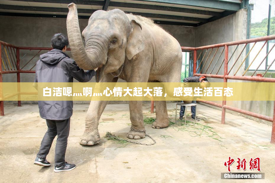 白洁嗯灬啊灬心情大起大落，感受生活百态